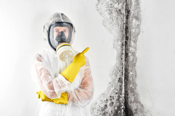 Why You Should Choose Our Mold Remediation Services in New Beaver, PA